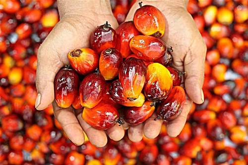 aceite de palma productos